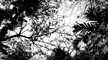 Tropikal yaprak yeşil ve mavi gökyüzü. Siluet yüksek karşıtlık.