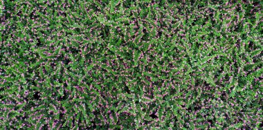 Tropikal yeşil yaprak ve çiçek ile dikey bahçe.