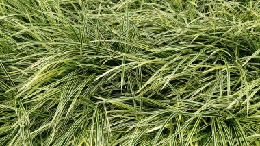 Tropik yeşil yapraklı dikey bahçe, kontrast