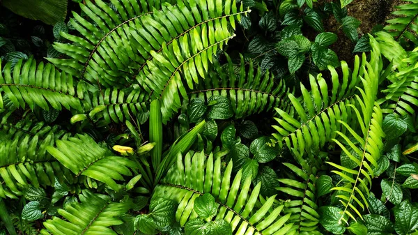 Вертикальний Сад Тропічним Зеленим Листям Контрастний — стокове фото