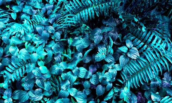 Karanlık arka planda tropikal yaprak ormanı parlıyor. Yüksek karşıtlık.