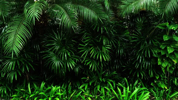 Jardin Vertical Avec Feuille Verte Tropicale Contraste — Photo