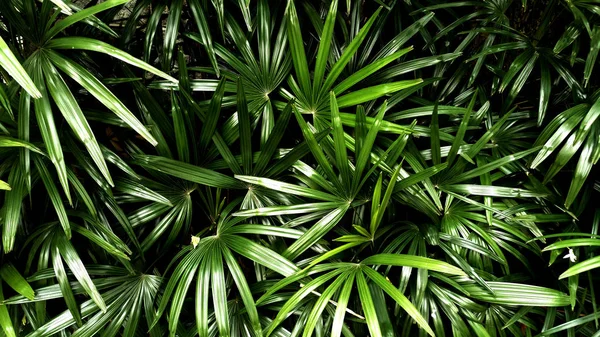 Giardino Verticale Con Foglia Verde Tropicale Contrasto — Foto Stock