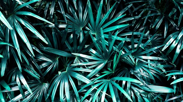 Dunklen Hintergrund Leuchten Tropische Blätterwälder Hoher Kontrast — Stockfoto