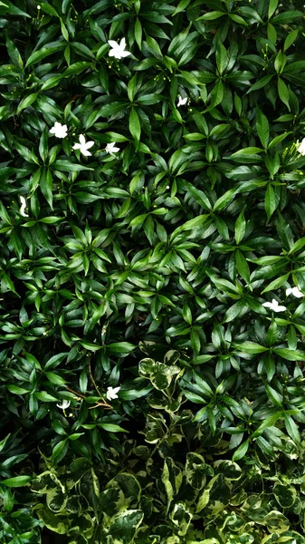 熱帯緑の葉の垂直庭園 コントラスト — ストック写真