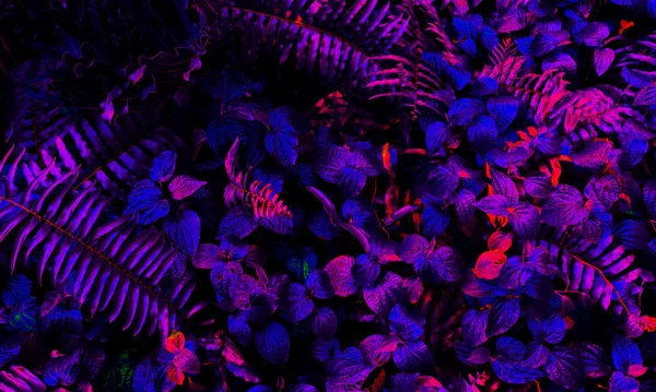 Karanlık arka planda tropikal yaprak ormanı parlıyor. Yüksek karşıtlık.