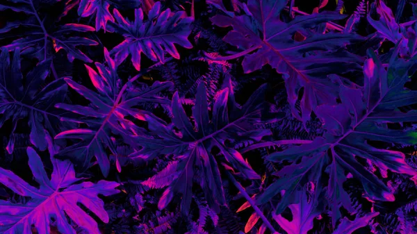 Karanlık arka planda tropikal yaprak ormanı parlıyor. Yüksek karşıtlık.