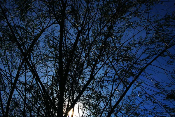 Sylwetka Drzewa Błękitnego Nieba — Zdjęcie stockowe