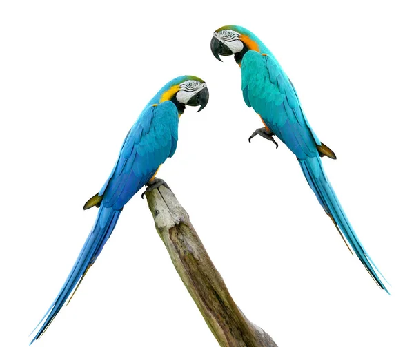 Macaws Pássaro Isolado Fundo Branco Com Caminho Recorte — Fotografia de Stock