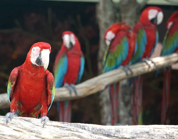 Grupo Guacamayos Pájaro Árbol — Foto de Stock