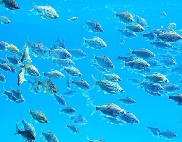 Gümüş barb balık suda Grup.