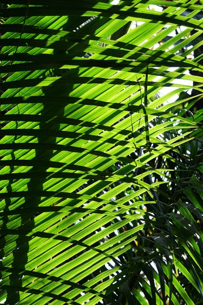 Verticale Tuin Met Tropisch Groen Blad Contrast — Stockfoto