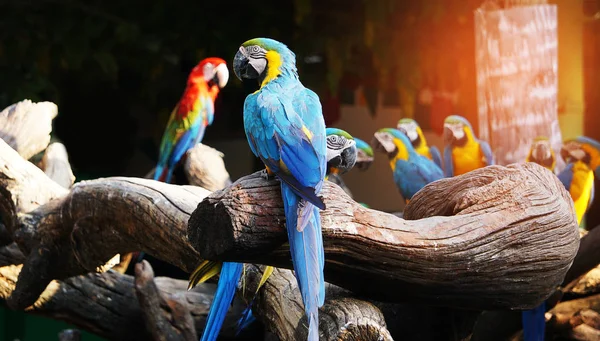 Colorido Pájaro Guacamayo Rama Árbol — Foto de Stock