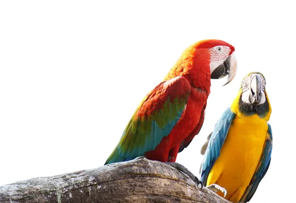Aras Vogel Isoliert Auf Weißem Hintergrund Mit Clipping Pfad — Stockfoto