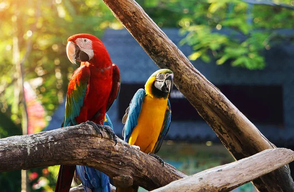 Colorido Pájaro Guacamayo Rama Árbol — Foto de Stock