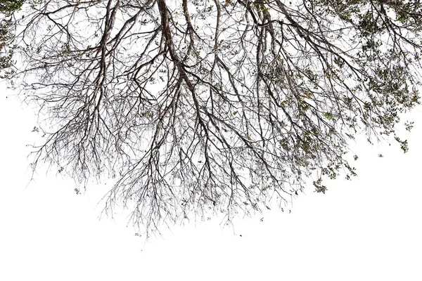 Geïsoleerde Boom Witte Achtergrond — Stockfoto