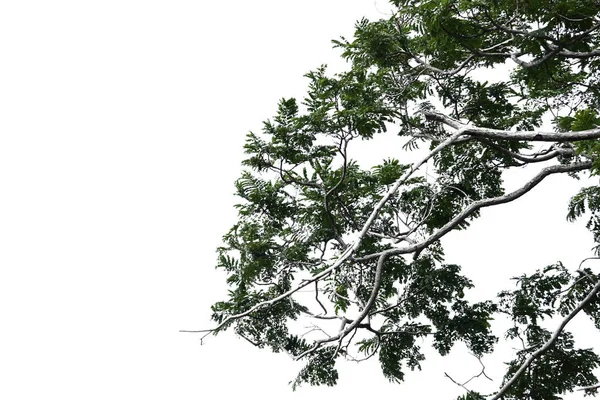白色背景的孤树 — 图库照片