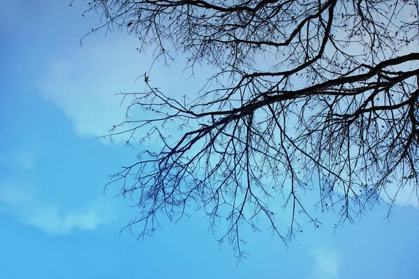 Sílhueta Tropical Árvore Alto Contraste Sob Céu Azul — Fotografia de Stock