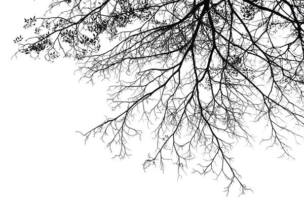 Beyaz arkaplanda izole edilmiş ağaç.