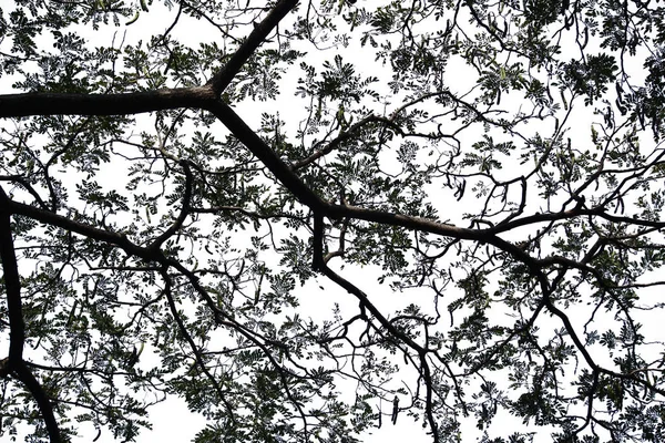 Beyaz arkaplanda izole edilmiş ağaç.