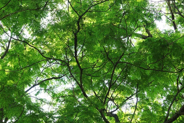 Tropikal yaprak yeşil ve mavi gökyüzü. yüksek karşıtlık