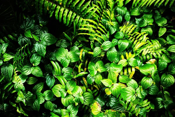 Vertikal Trädgård Med Tropiskt Grönt Löv Kontrast — Stockfoto