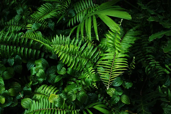 Jardín Vertical Con Hoja Verde Tropical Contraste —  Fotos de Stock