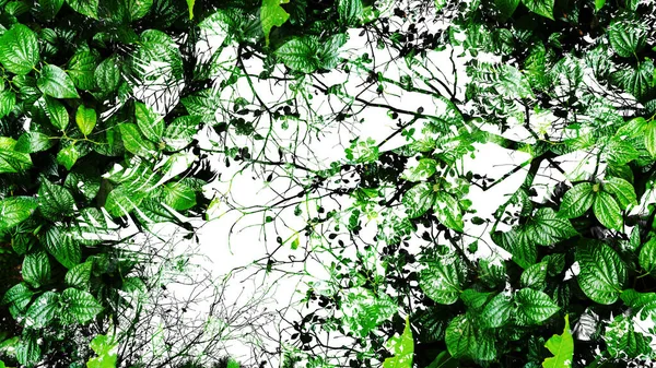 Tropiska Grönt Blad Abstrakt Bakgrund Silhouette Hög Kontrast — Stockfoto