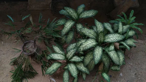 Dieffenbachia Tropical Green Leaf High Contrast — Stock Photo, Image