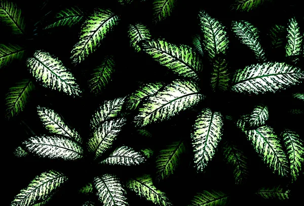 Dieffenbachia Tropiska Grönt Blad Hög Kontrast — Stockfoto