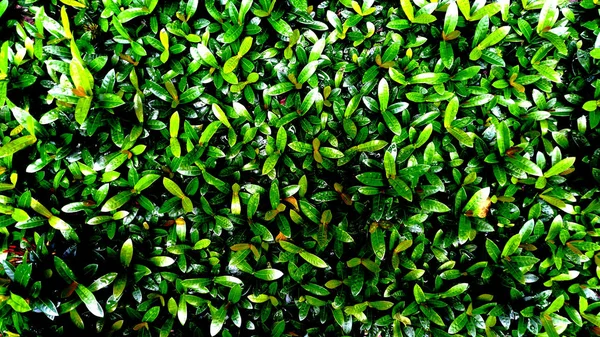 Vertikaler Garten Mit Tropisch Grünem Blatt Kontrast — Stockfoto