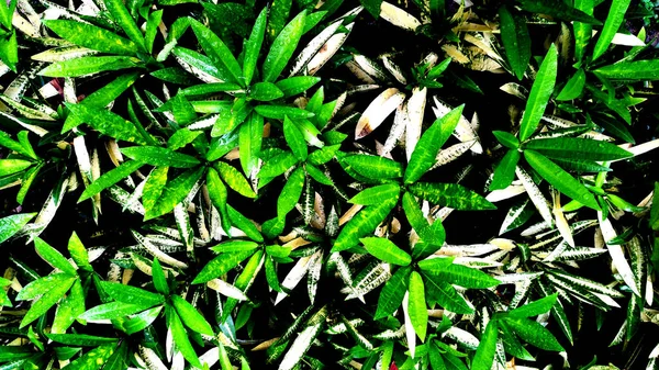 Tropik yeşil yapraklı dikey bahçe, kontrast