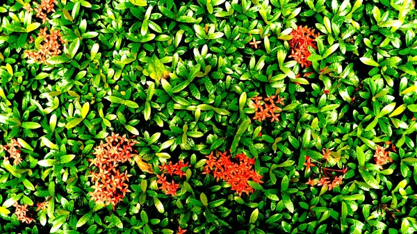 Tropik yeşil yapraklı dikey bahçe, kontrast