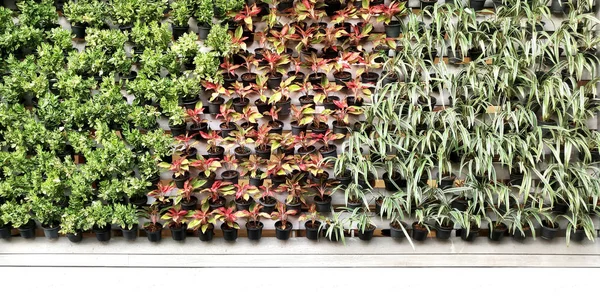 Tropik yeşil yapraklı dikey bahçe, kontrast