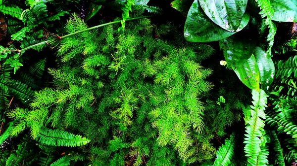 Giardino Verticale Con Foglia Verde Tropicale Contrasto — Foto Stock