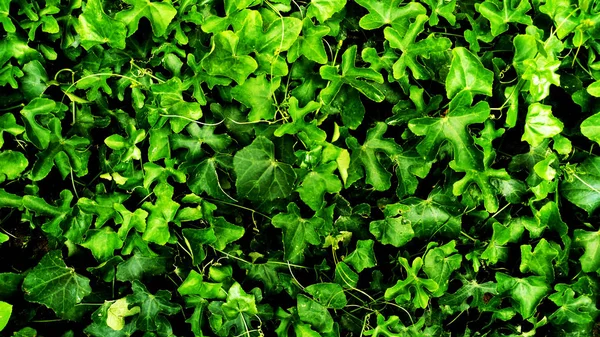 Jardim Vertical Com Folha Verde Tropical Contraste — Fotografia de Stock