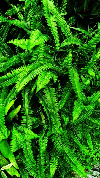 Jardim Vertical Com Folha Verde Tropical Contraste — Fotografia de Stock