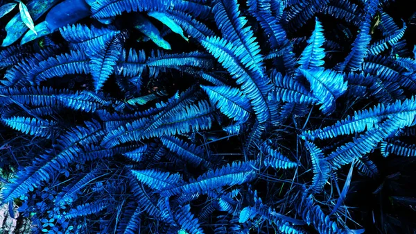 Karanlık arka planda tropikal yaprak ormanı parlıyor. Yüksek karşıtlık.