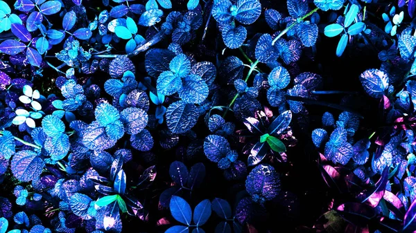 tropikal nane yaprağı orman kızdırma koyu arka planda. Yüksek karşıtlık.