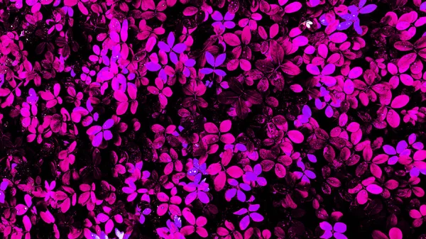 Karanlık arka planda tropikal yaprak ormanı parlıyor. Yüksek karşıtlık.