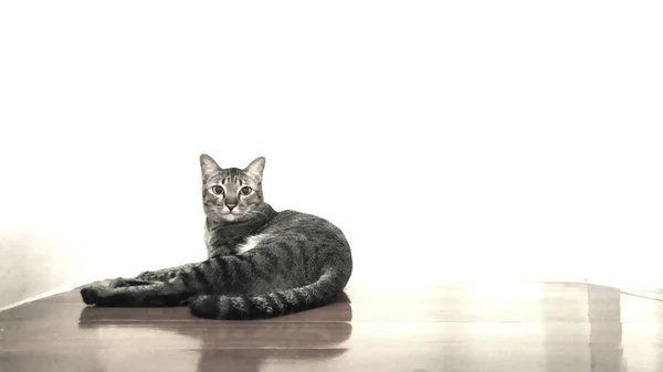 Retrato Gato Rua Tailandês — Fotografia de Stock