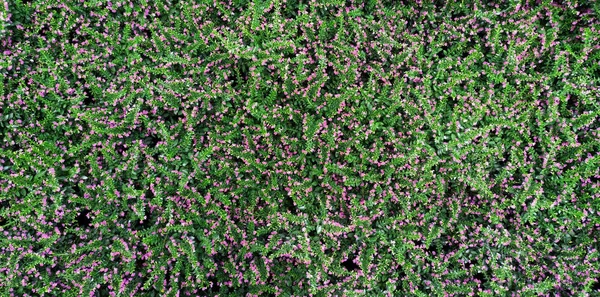 Tropikal yeşil yaprak ve çiçek ile dikey bahçe.