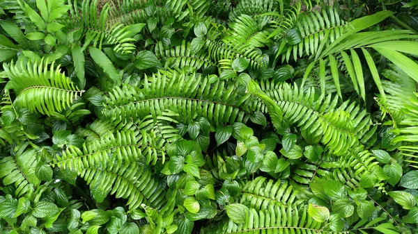 Giardino Verticale Con Foglia Verde Tropicale Contrasto — Foto Stock