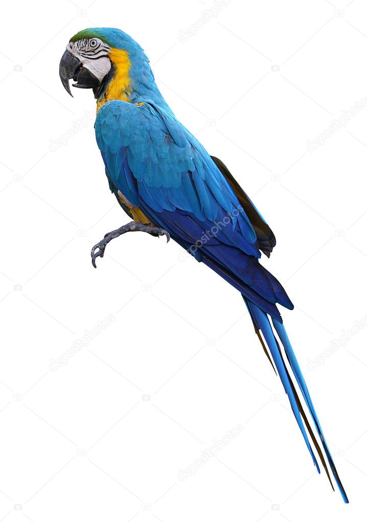 Macaws bird isolated on white background with clipping path.