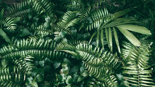 Függőleges Kert Trópusi Zöld Levéllel Sötét Tónus — Stock Fotó