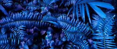 Karanlık arka planda tropikal yaprak ormanı parlıyor. Yüksek karşıtlık.