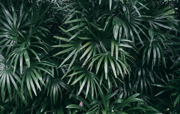 Giardino Verticale Con Foglia Verde Tropicale Tono Scuro — Foto Stock