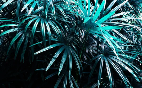 Tropical Leaf Forest Glow Dark Background High Contrast — Stock Photo, Image