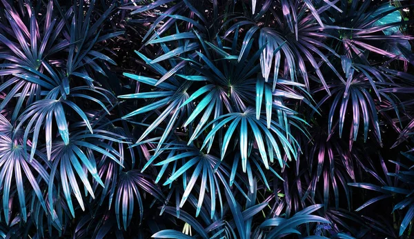 Tropical Leaf Forest Glow Dark Background High Contrast — Stock Photo, Image