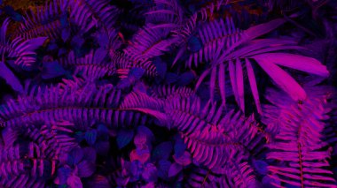 Siyah ışık arka planında tropikal yaprak ormanı parlar. Yüksek karşıtlık.